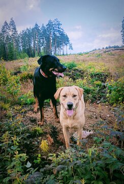 Koiran hankkijan opas