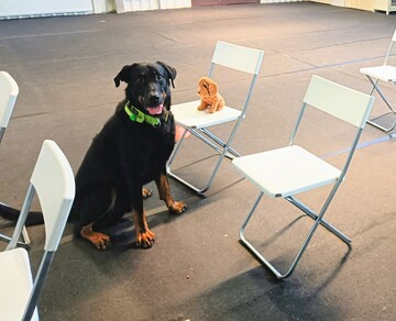 Nosework viikkoryhmät