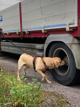 Noseworkin teematreenit