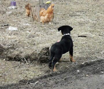Pennun ympäristöoppi
