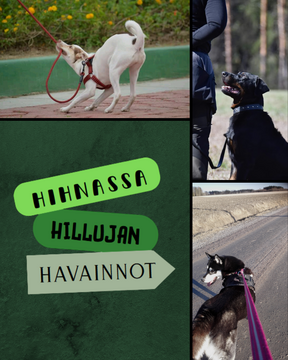 Hihnassa Hillujan Havainnot