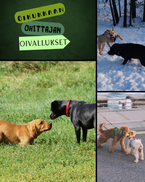Oikukkaan Ohittajan Oivallukset