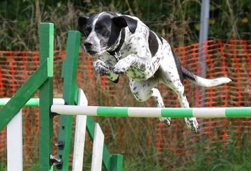 Agility