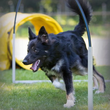 Hoopers tutuksi