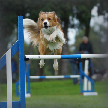 Agility