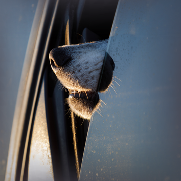 Nosework
